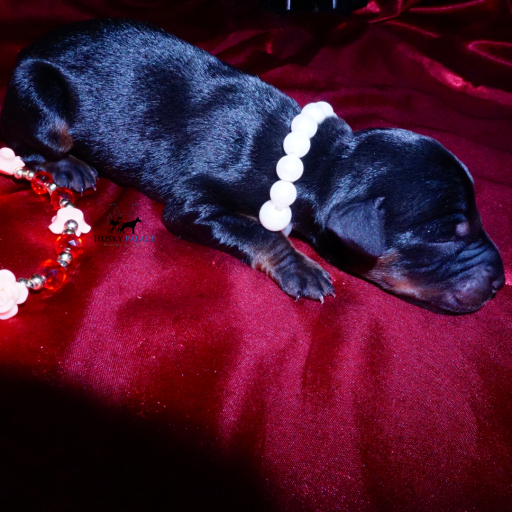 Champion Bloodlines - Euro Ty Lee 14